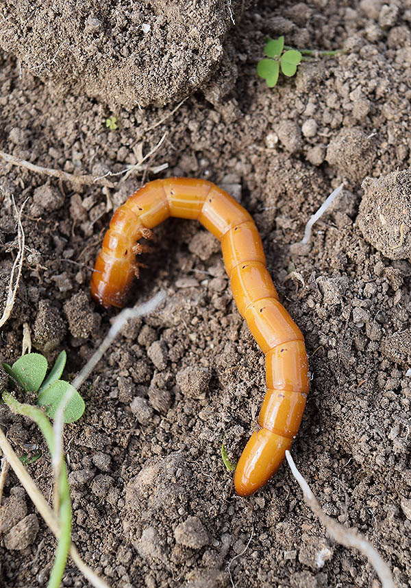 Aiuto per identificazione larva:  Cebrio sp. (Elateridae Cebrioninae)